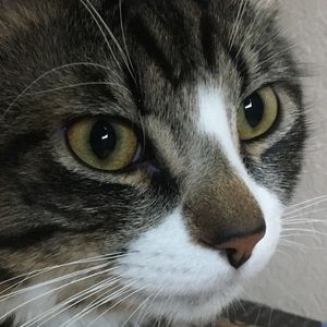 Meet your Posher, Ant